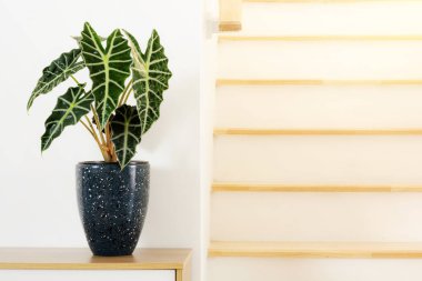 Alocasia Amazonica Sanderiana Bitkisi lacivert tencerede beyaz arka planda ahşap masa üzerinde. Alocasia sanderiana boğa yeşili ev bitkisinden ayrılır hava temizliği minimum tasarım.
