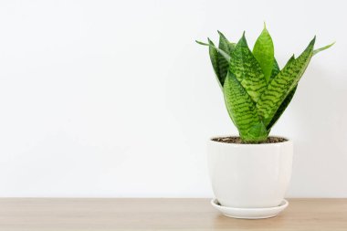 Snake plant green leaf in white ceramic on wood table white home. hahnii house plant air purifying minimal design. Mother-in-law's Tonguet. Sansevieria trifasciata hort. clipart