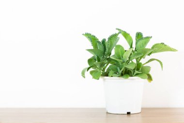 Binlercesinin annesi beyaz plastik kapta tahta masa beyaz arka planda. Binlercesinin annesi, Bryophyllum daigremontiana