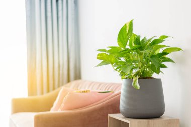 Epipremnum aureum masanın üstünde ve pembe kanepe oturma odasında, ev bitkisi, altın pothos kalp şeklinde yapraklar ile hava sarmaşık bitkisini saflaştırır