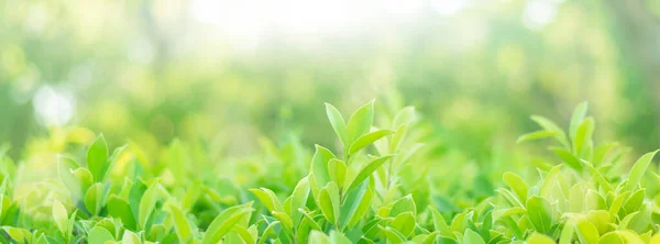 Closeup Bela Folha Verde Suave Desfocado Natureza Verde Sol Luz — Fotografia de Stock