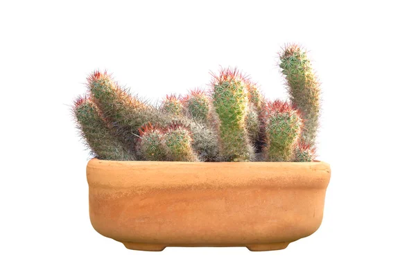 Beau Cactus Dans Pot Brun Isolé Sur Fond Blanc — Photo