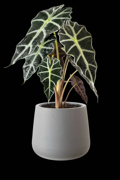 Alocasia Amazonica Sanderiana Plant Gray Plastic Pots Isolated Black Background — Stock Photo, Image