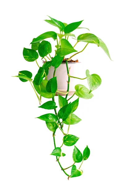 Goldener Topf Oder Epipremnum Aureum Pflanze Topf Isoliert Auf Weißem — Stockfoto