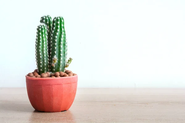 Peanut Cactus Echinopsis Chamaecereus Echinopsis Cactus Jonge Scheuten Plastic Oranje — Stockfoto