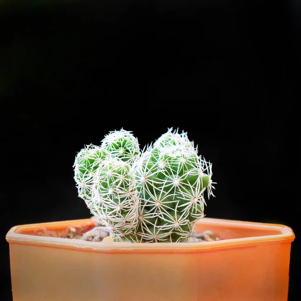 Gros Plan Petit Beau Cactus Pot Plastique Sur Fond Noir — Photo