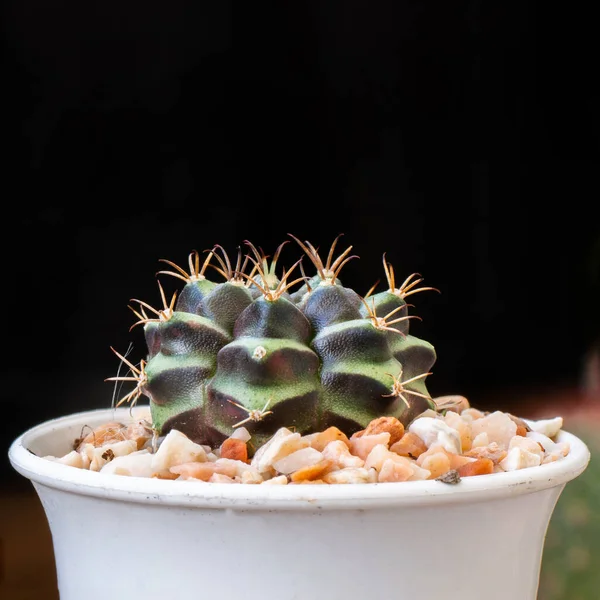 Closeup Little Beautiful Colorful Gymnocalycium Cactus Pot Black Background — Stock Photo, Image