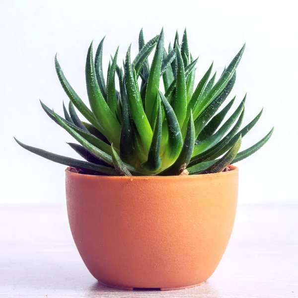 Succulent Haworthia Fasciata Pot Stylish Simple Plants Interior Modern Desk — Stock Photo, Image