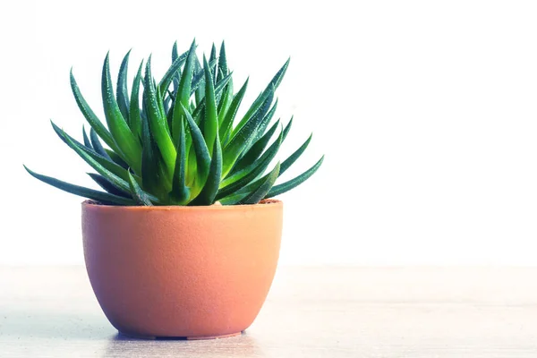 Suculenta Haworthia Fasciata Maceta Plantas Elegantes Sencillas Para Escritorio Interior — Foto de Stock