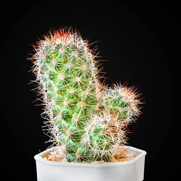 Gros Plan Petit Beau Cactus Pot Plastique Sur Fond Noir — Photo