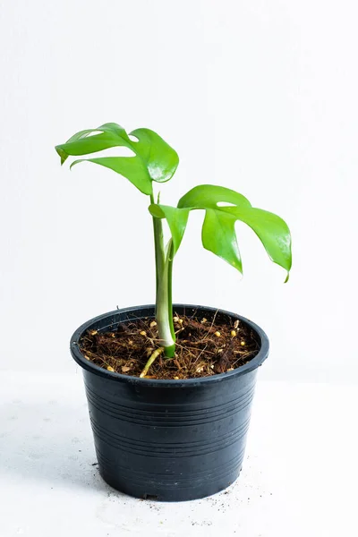 Hoja Verde Ginny Philodendron Maceta Plástico Negro Aislado Blanco Rhaphidophora — Foto de Stock