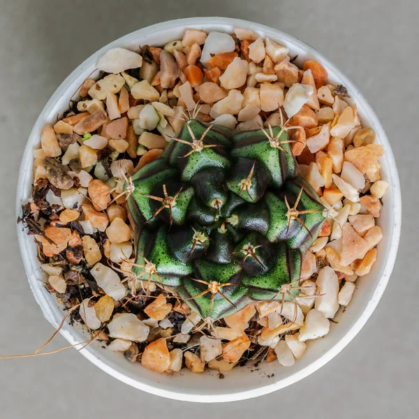 Close Van Kleine Mooie Kleurrijke Gymnocalycium Cactus Pot Zwarte Achtergrond — Stockfoto