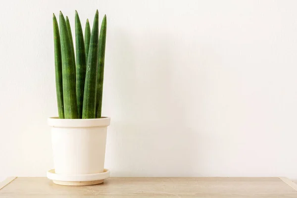 Sansevieria Cylindrica Sobre Fondo Blanco Planta Cilíndrica Serpiente Spear Sansevieria — Foto de Stock