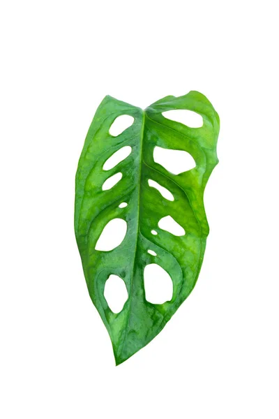 Monstera Obliqua Grünes Blatt Isoliert Auf Weiß Monstera Obliqua Niq — Stockfoto