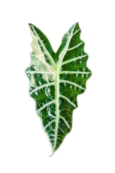 Blatt Der Alocasia Amazonica Sanderiana Pflanze Isoliert Auf Weiß Alocasia — Stockfoto