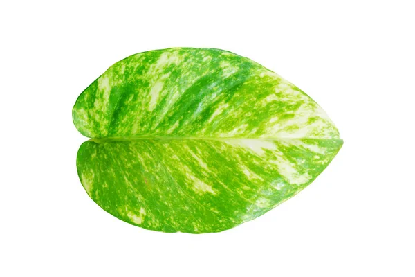 Folha Epipremnum Aureum Purify Air Houseplant Golden Pothos Vining Plant — Fotografia de Stock