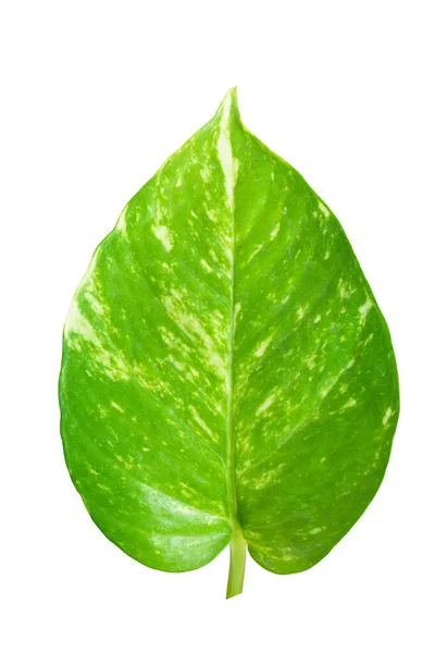 Folha Epipremnum Aureum Purify Air Houseplant Golden Pothos Vining Plant — Fotografia de Stock