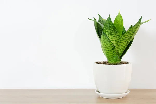 Snake plant green leaf in white ceramic on wood table white home. hahnii house plant air purifying minimal design. Mother-in-law\'s Tonguet. Sansevieria trifasciata hort.