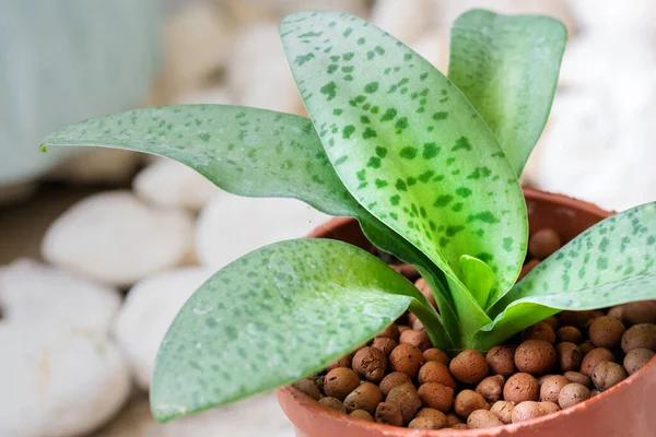 Gros Plan Squill Géant Pot Sur Fond Gardent Drimiopsis Botryoides — Photo