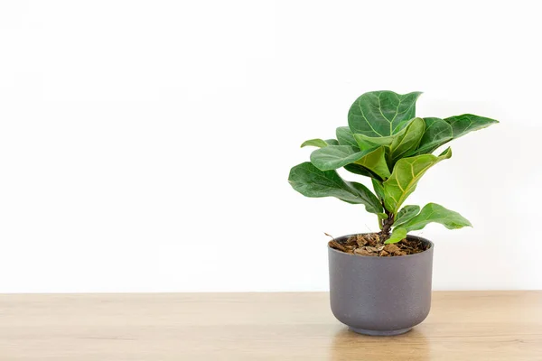 Fiddle Fig Ficus Lyrata Plastic Pots Wood Table White Home — Stock Photo, Image