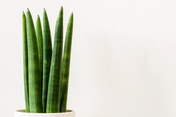 Sansevieria Cylindryczny Białym Tle Węże Walcowe Włócznia Sansevieria Włócznia Pospolita Obrazek Stockowy