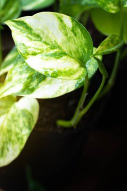 DEVILS IVY evin içindeki havayı temizler, Epipremnum aureum ev bitkisi altın pothos sarmaşık bitkisi kalp şeklinde yapraklar ve gardent arka planda bitki.