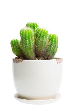 Ekinopsis kaloklora kaktüsü. Beyaz zemin üzerinde izole seramik çiçek saksısı yuvarlak şekilli yeşil sulu kaktüsler (Echinopsis calochlora) grubu