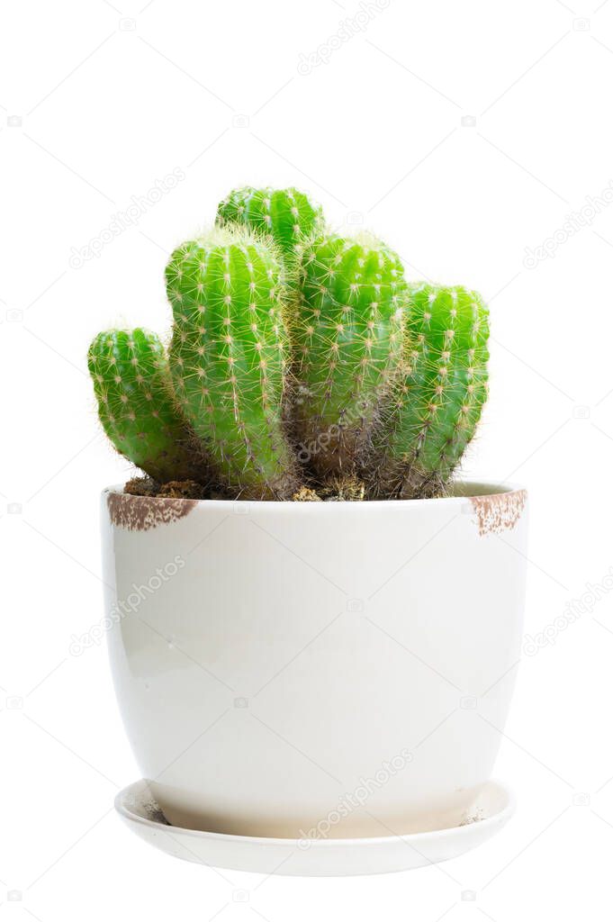 Echinopsis calochlora cactus. Group of green succulents cactus (Echinopsis calochlora) with round shapes in ceramic flowerpot isolated on white background