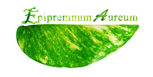 Texto Hoja Epipremnum Aureum Purificar Aire Planta Interior Macetas Oro — Foto de Stock