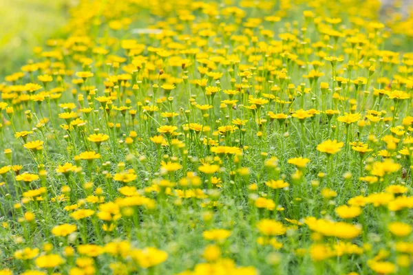 Körömvirág virág a fókusz garden.soft — Stock Fotó