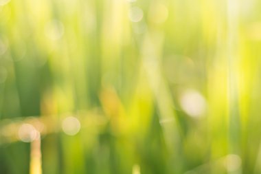 yeşil çimen Mevsimlik arka plan