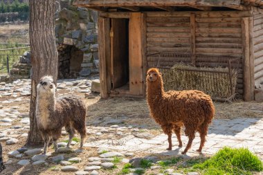 Hayvanat bahçesinin iki farklı renginde alpaka. Bahar güneşli bir günde tam renk pozitif fotoğraf.