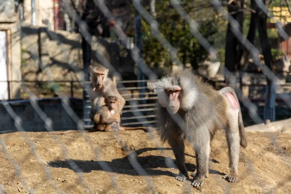 Eine Affenfamilie Zoo Gehege Das Männchen Schützt Das Weibchen Und — Stockfoto