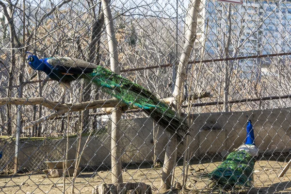 Pfauen Der Voliere Des Zoos Buntes Foto Sonniger Frühlingstag — Stockfoto