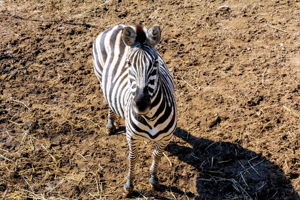 Zebra Dierentuin Volière Lente Zonnige Dag Close Kleurrijke Foto — Stockfoto