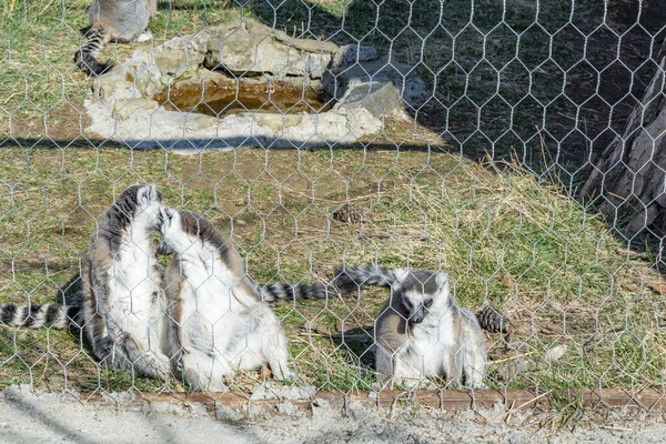 Lemuren Der Voliere Des Zoos Lemur Geht Ruht Und Spielt — Stockfoto