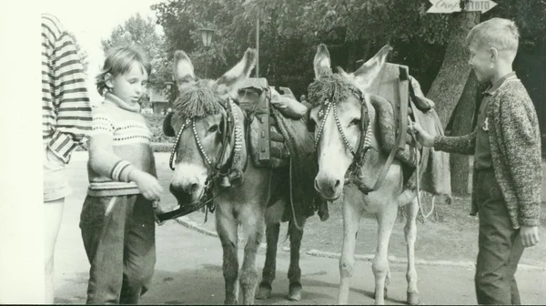 Retro fotoğraf eşekler çocuklarla parkta gösterir. Vintage siyah ve beyaz fotoğraf. — Stok fotoğraf