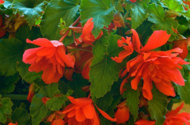 Kırmızı begonias. Portre. Çiçek açan Begonya çiçekler. Görüntüyü. 
