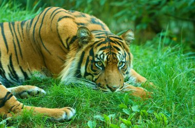 Sana bakmak bir yalancı kaplan. Sumatra kaplanı. Portre. 