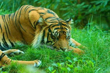 Yalancı bir kaplan. Sumatra kaplanı. Portre. 