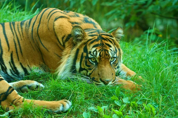 En liggande tiger tittar på dig. Sumatra tiger. Närbild. — Stockfoto