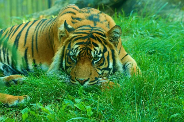 En liggande tiger tittar på dig. Sumatra tiger. Närbild. — Stockfoto