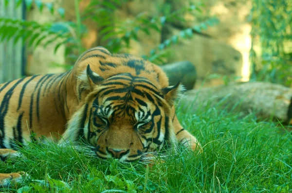 En liggande tiger. Sumatra tiger. Närbild. — Stockfoto