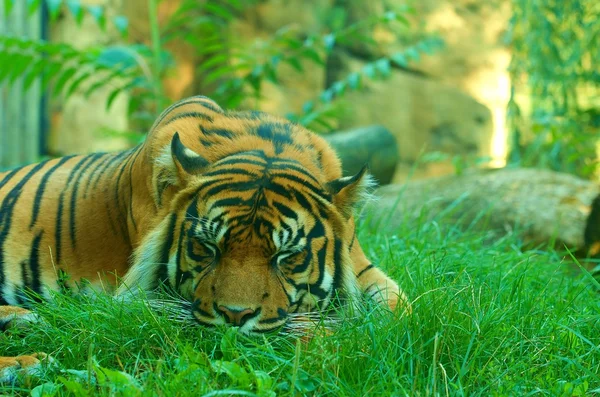 Un tigre mentiroso. Tigre de Sumatra. Primer plano. . — Foto de Stock