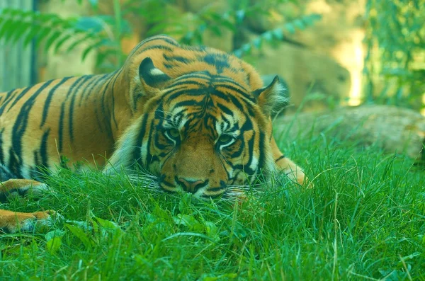 Un tigre mentiroso mirándote. Tigre de Sumatra. Primer plano. . — Foto de Stock