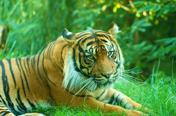 En liggande tiger tittar på dig. Sumatra tiger. — Stockfoto