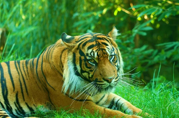 En liggande tiger tittar på dig. Sumatra tiger — Stockfoto