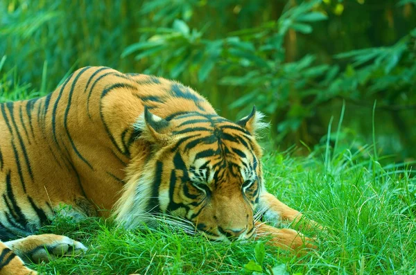 En liggande tiger. Sumatra tiger. Närbild. — Stockfoto