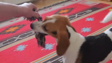 Köpekle oynayan adam, halat çekme oyuncağı. Sahibi evcil hayvanla oynar, oyuncağı tutar ve döner.