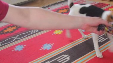 Köpekle oynayan, çekiştiren, diğer tarafı kavrayan ve uçan bir adam. Evde köpekle oynamak.